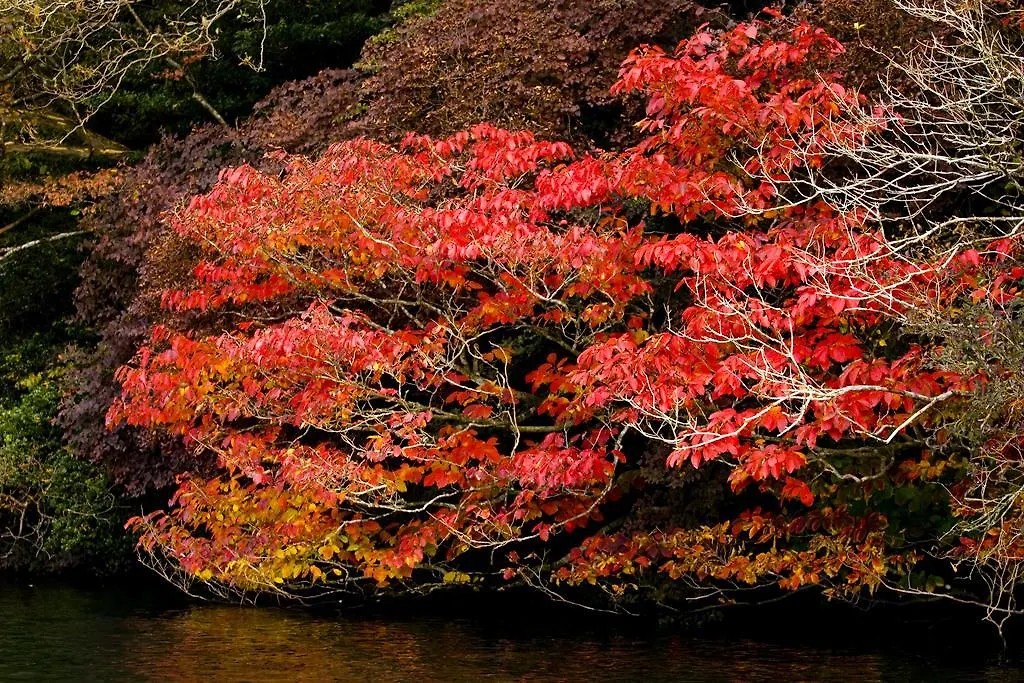 Hakone Hotel Ryokan